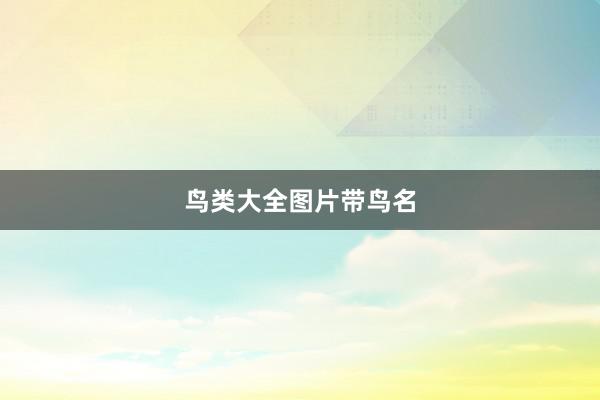 鸟类大全图片带鸟名